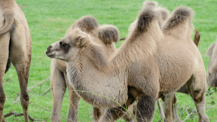 Baby Camel Names