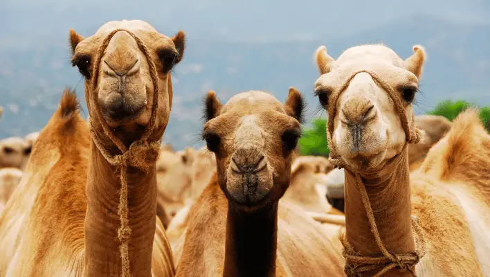 350+ Cute And Funny Camel Names
