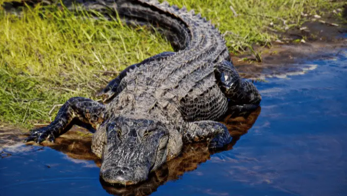 400+ Cool And Catchy Alligator Names 2024