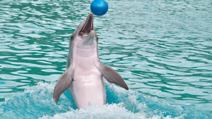 Baby Dolphin Names