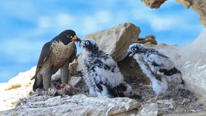 Baby Falcon Names