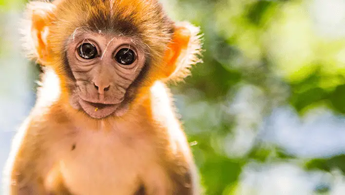 300+ Catchy Monkey Names For Your Cheeky Friend 2024