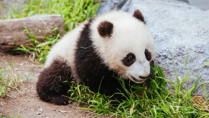 Baby Panda Names