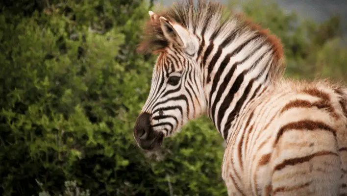Baby Zebra Names