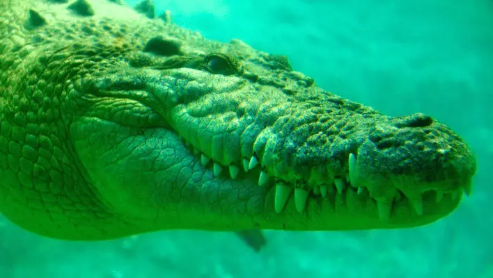 Pet Crocodile Names