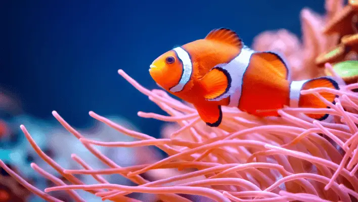 400+ Cute And Catchy Clownfish Names