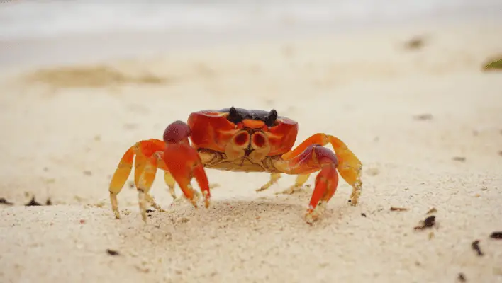 400+ Cool And Catchy Crab Names