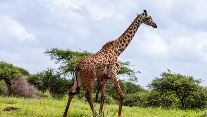 Unique Giraffe Names