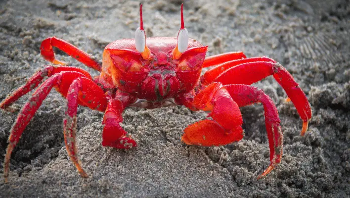 Cute Crab Names