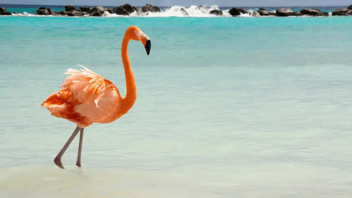 Cute Flamingo Names