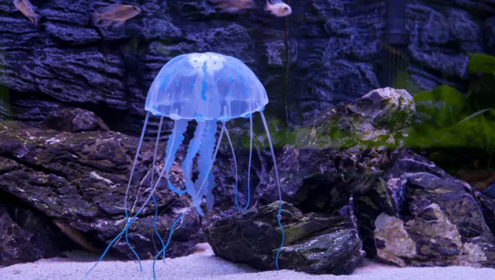 Cute Jellyfish Names