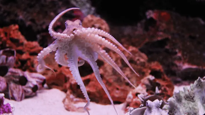 Cute Octopus Names