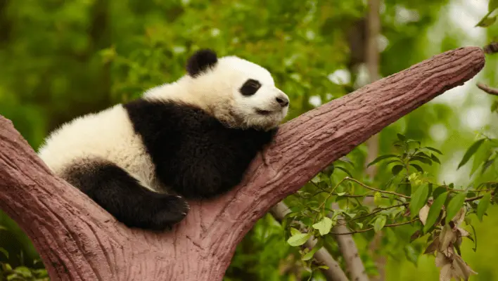 300+ Cute Panda Names With Name Generator 2024