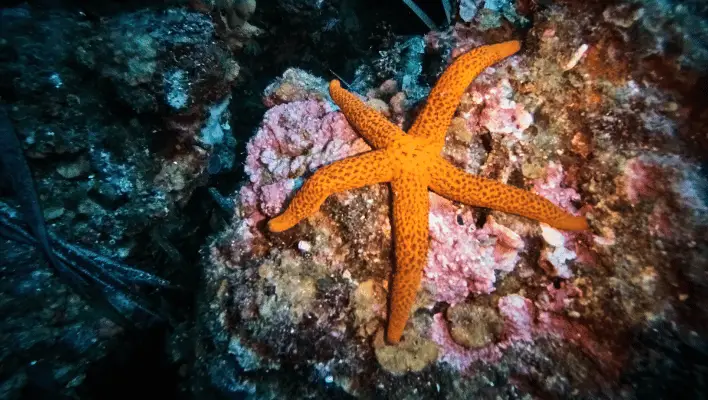Cute Starfish Names