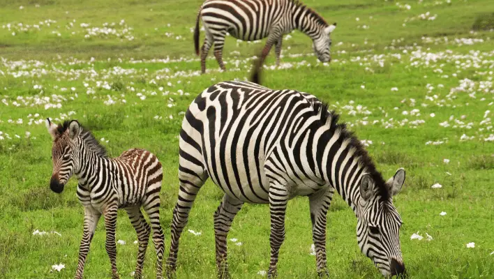 Cute Zebra Names