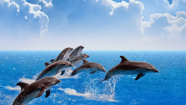 400+ Cute And Funny Dolphin Names That Inspire You 2024