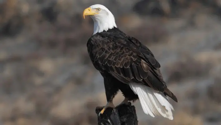 500+ Cool And Catchy Eagle Names 2024