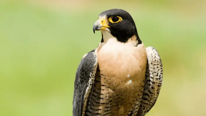 400+ Cool And Catchy Falcon Names 2024