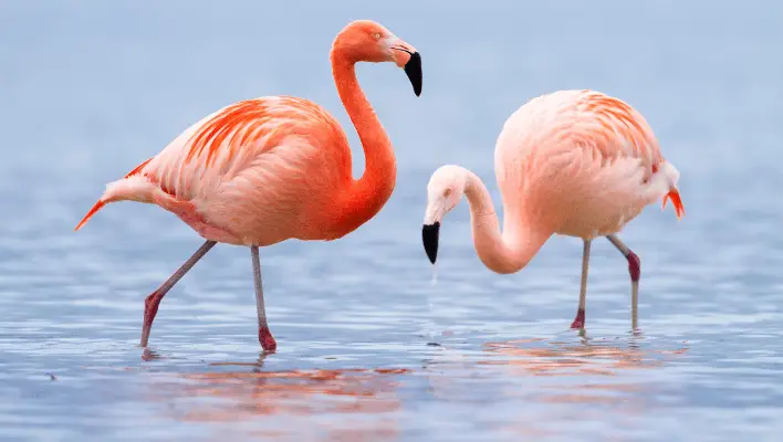 400+ Cool And Catchy Flamingo Names 2024