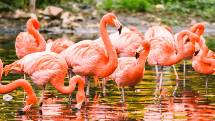 funny flamingo names