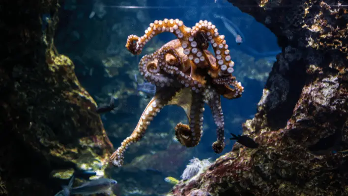 Funny Octopus Names