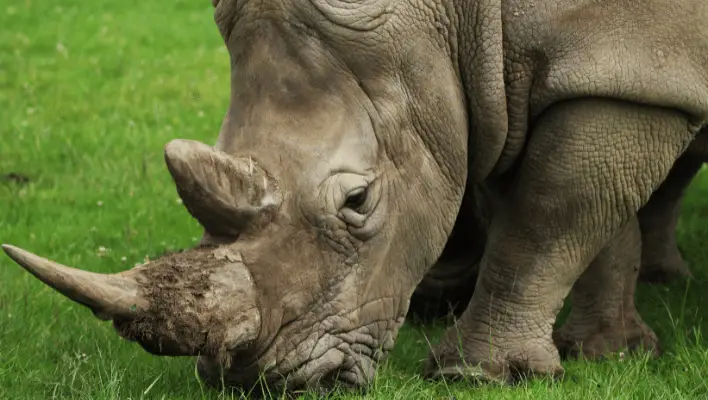 Giant Rhino Names