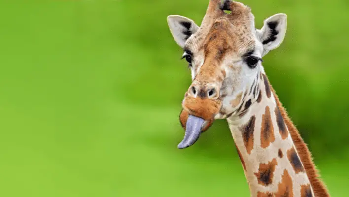 450+ Cute And Funny Giraffe Names
