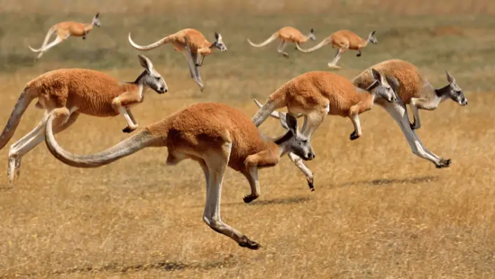 Group Of  Kangaroos Names