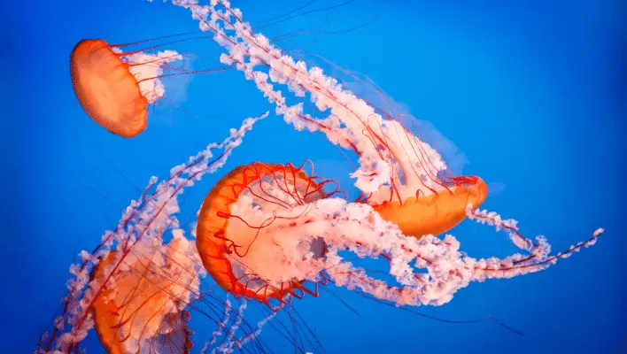 400+ Cool And Funny Jellyfish Names 2024