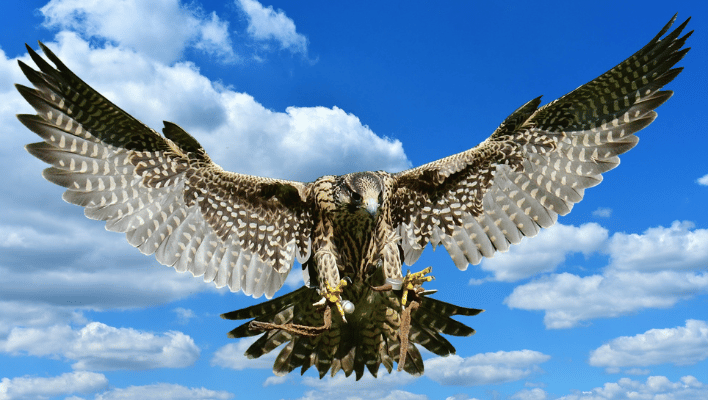 Male Falcon Names