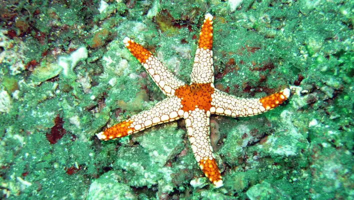 Male Starfish Names
