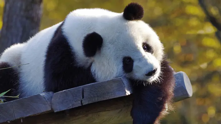 300+ Cute And Catchy Panda Names