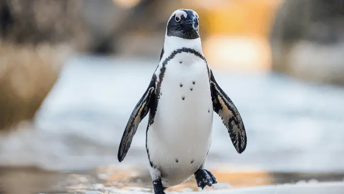 400+ Cool And Catchy Penguin Names 2024