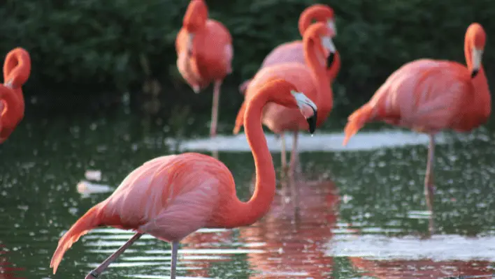 Pink Flamingo Names