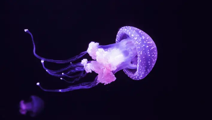 Pretty Jellyfish Names