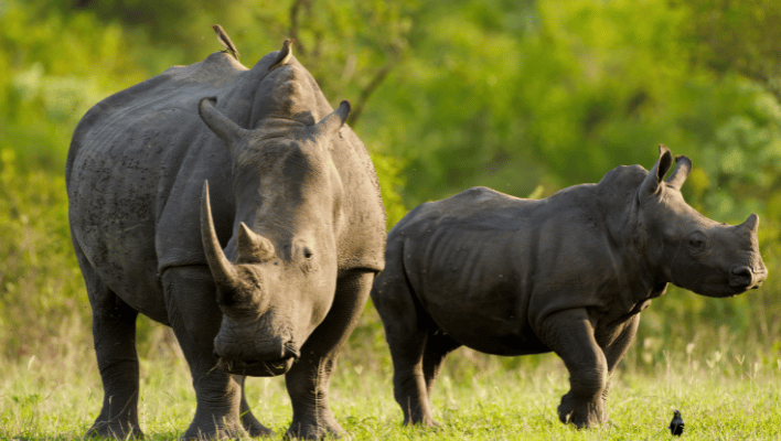 Rhinos Names