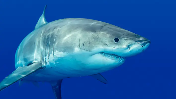 400+ Cool And Catchy Shark Names 2024