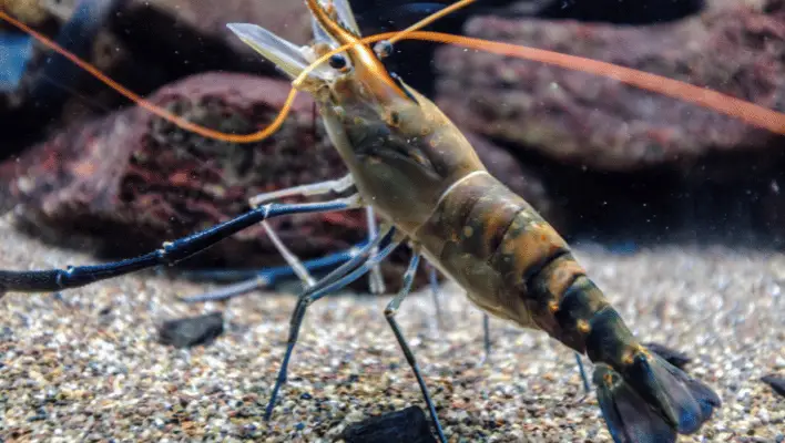 400+ Cool And Catchy Shrimp Names 2024