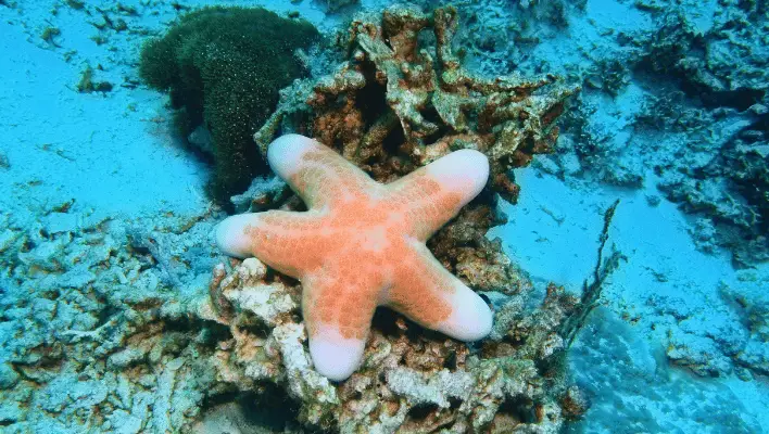 400+ Cool And Catchy Starfish Names