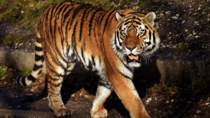 300+ Cool And Funny Tiger Names 2024