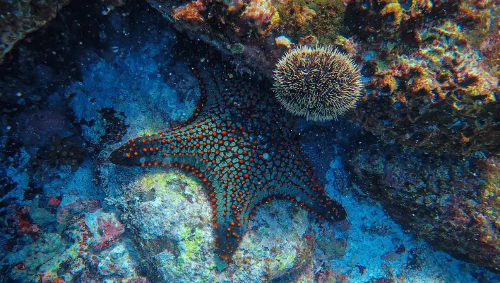 Unisex Starfish Names