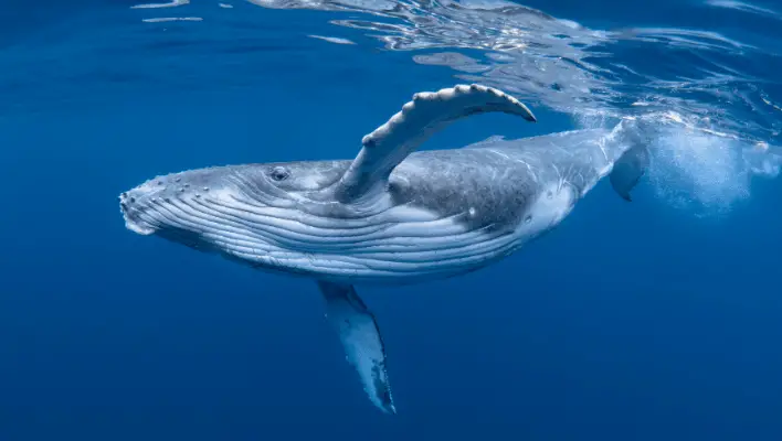 400+ Cool And Catchy Whale Names 2024
