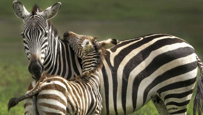300+ Cool And Catchy Zebra Names 2024