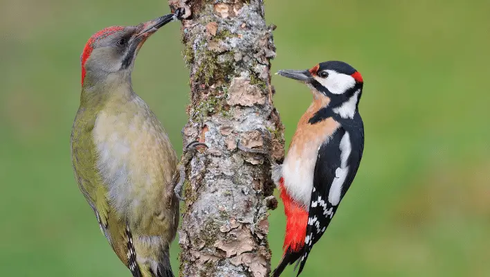 Baby Woodpecker Names 
