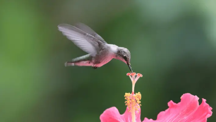 Cute Hummingbird Names