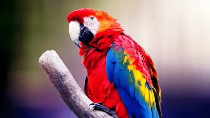Cute Parrot Names