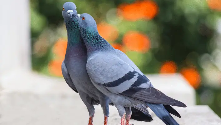 Cute Pigeon Names