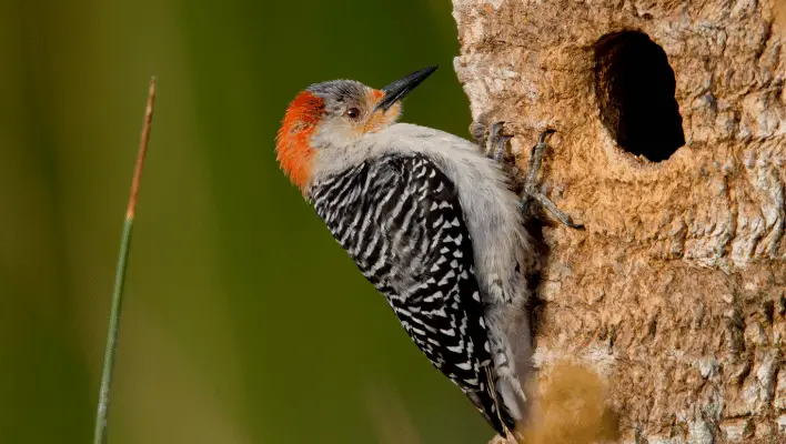 Cute Woodpecker Names 