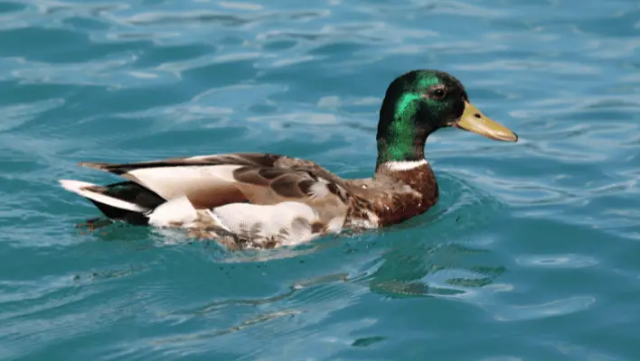 500+ Funny Duck Names For Your Waterfowl Pet 2024