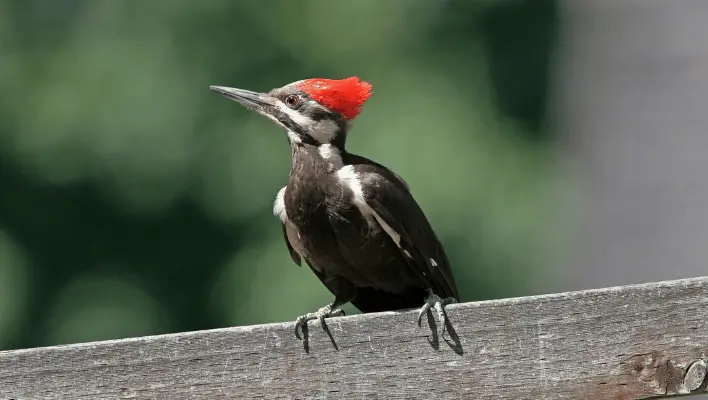 Funny Woodpecker Names 